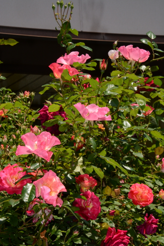 f:id:rotling:20140511110157j:image