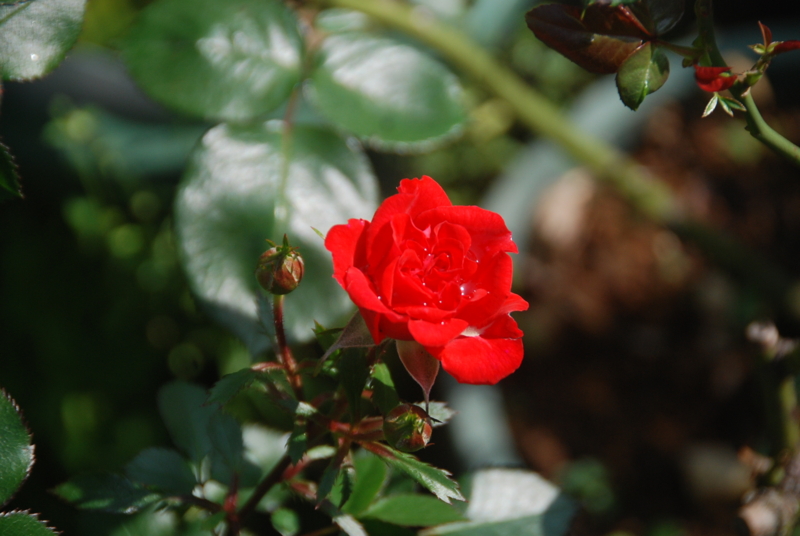 f:id:rotling:20140513090542j:image