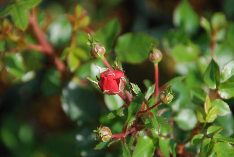 f:id:rotling:20140513090545j:image