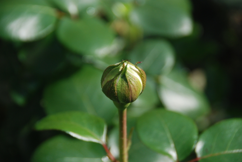 f:id:rotling:20140513090601j:image