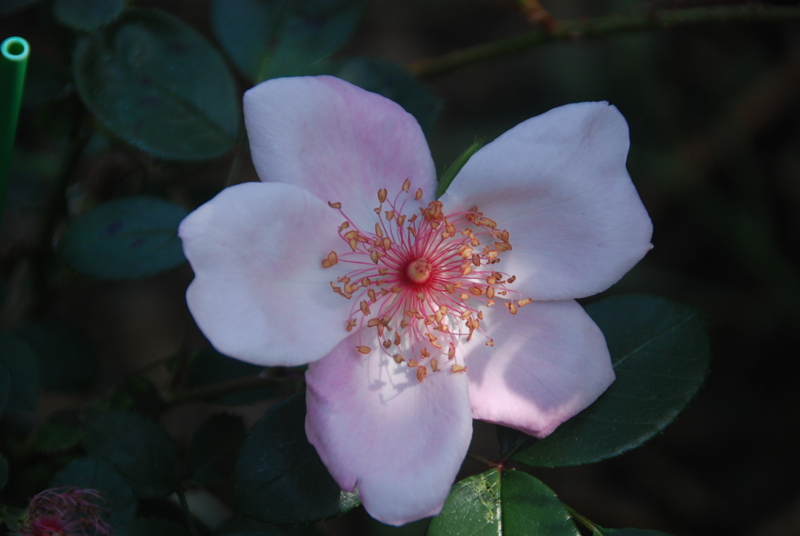 f:id:rotling:20140513090702j:image