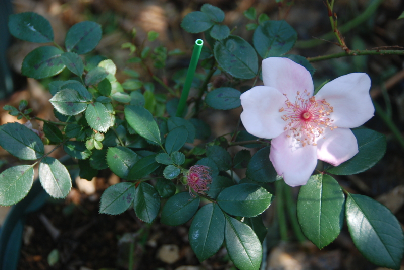 f:id:rotling:20140513090705j:image