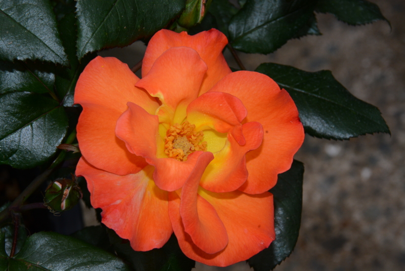 f:id:rotling:20140514092746j:image