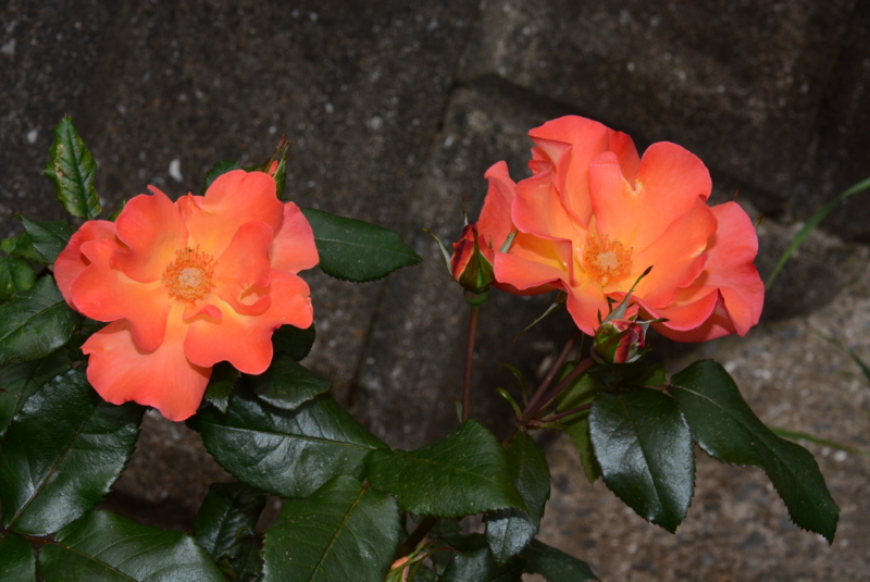 f:id:rotling:20140514092749j:image
