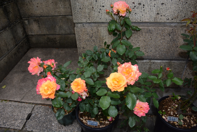 f:id:rotling:20140514093035j:image