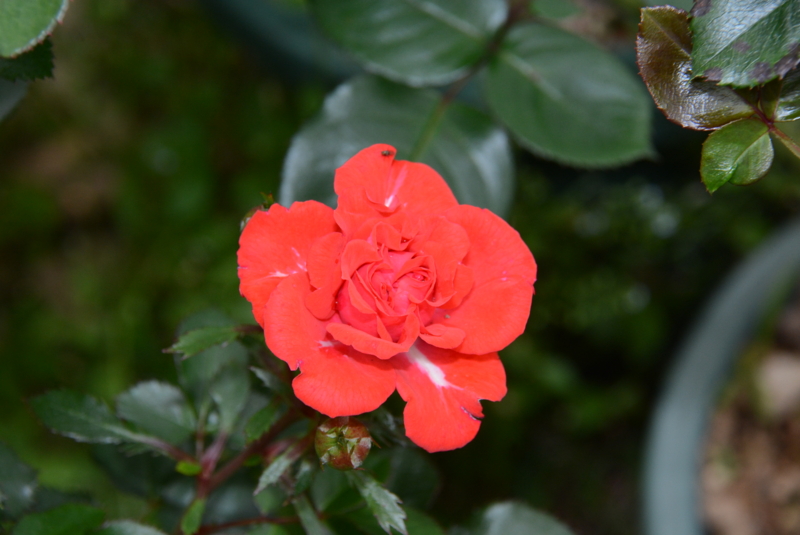 f:id:rotling:20140514093137j:image