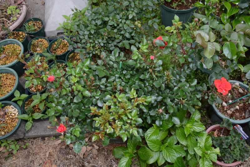 f:id:rotling:20140514093142j:image