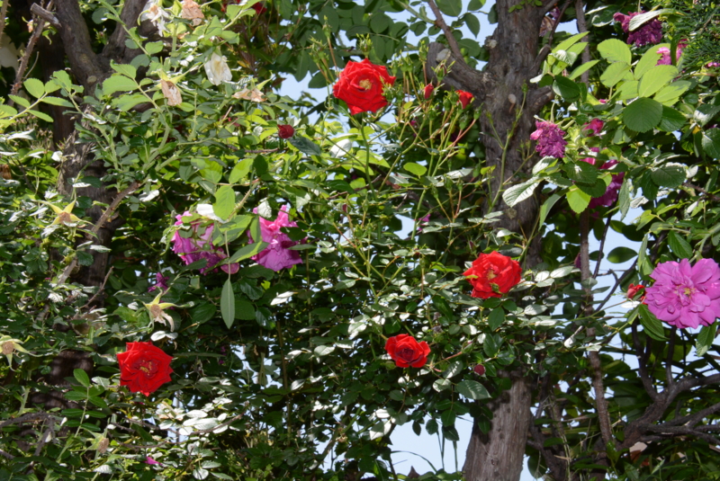f:id:rotling:20140518123425j:image