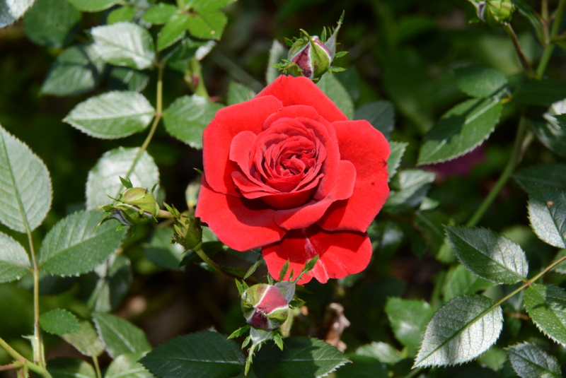 f:id:rotling:20140518123700j:image