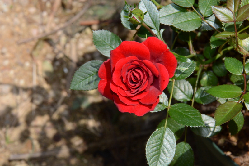 f:id:rotling:20140518123702j:image