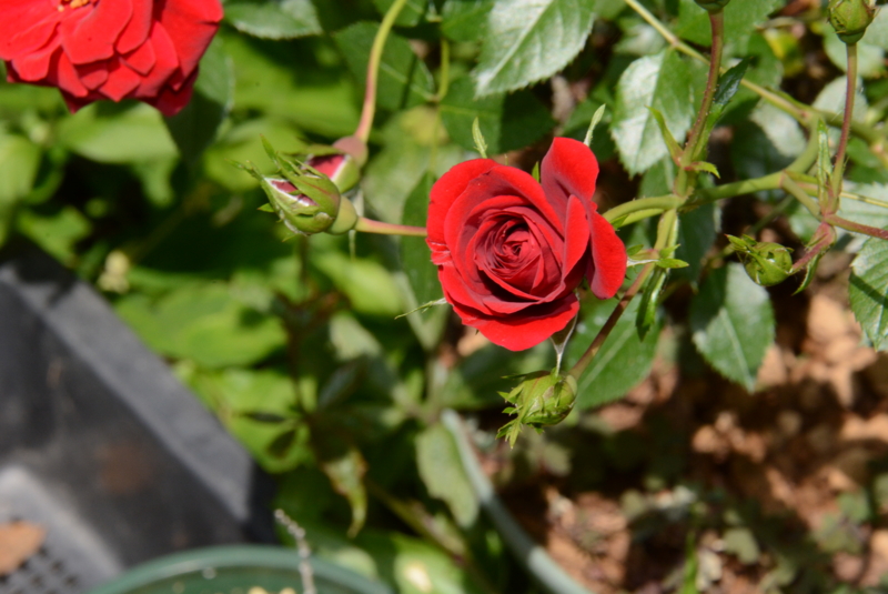 f:id:rotling:20140518123708j:image