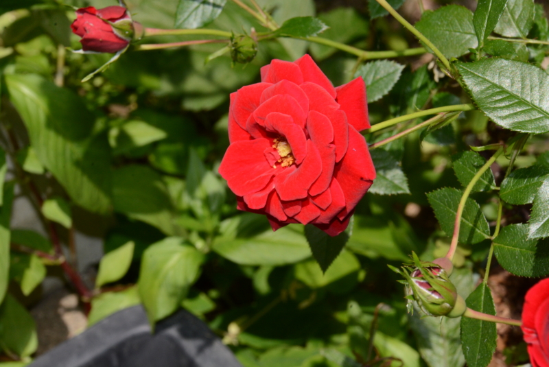 f:id:rotling:20140518123710j:image