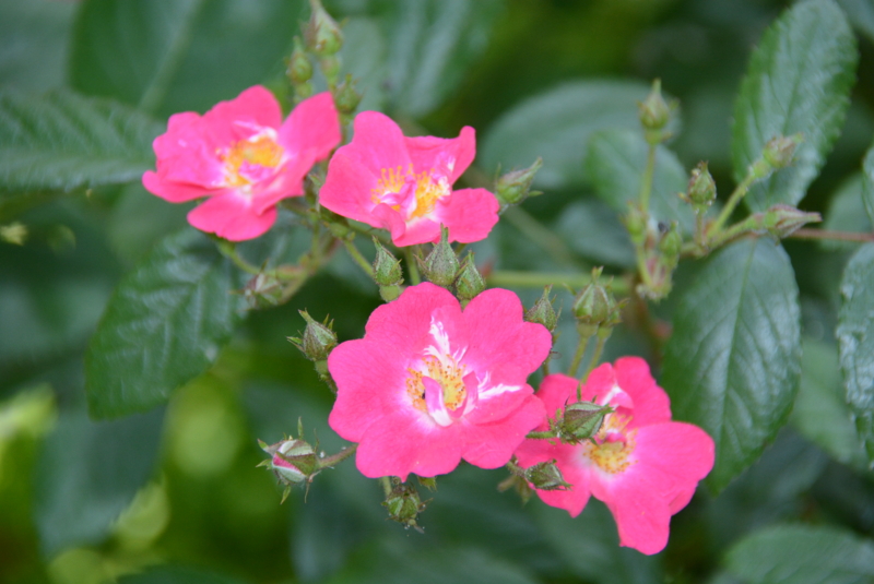 f:id:rotling:20140518123805j:image