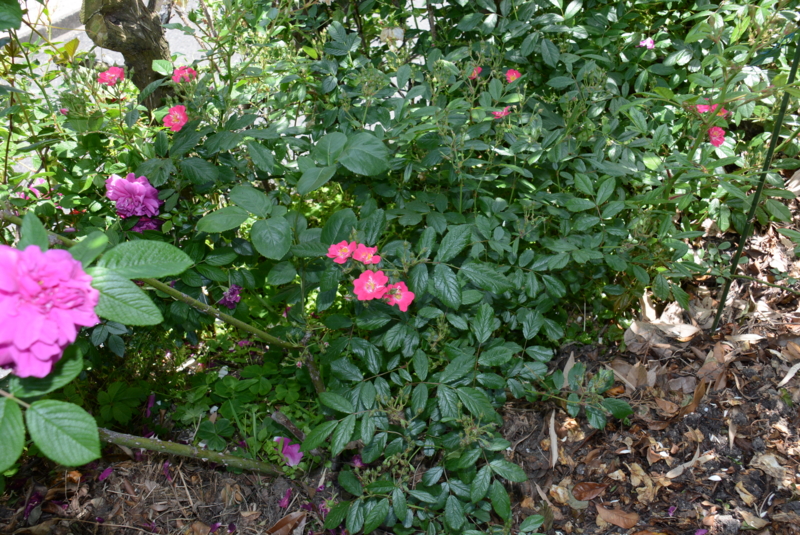 f:id:rotling:20140518123808j:image