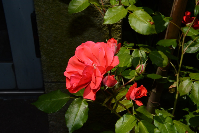 f:id:rotling:20140519131327j:image