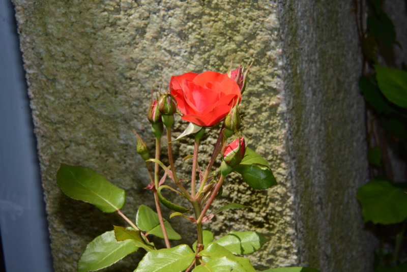 f:id:rotling:20140519131334j:image