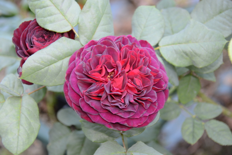 f:id:rotling:20140519161754j:image