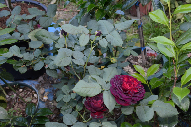 f:id:rotling:20140519161801j:image