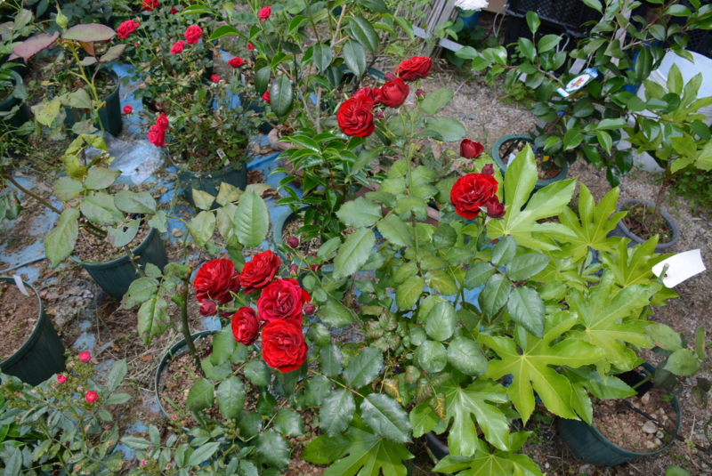 f:id:rotling:20140519161937j:image