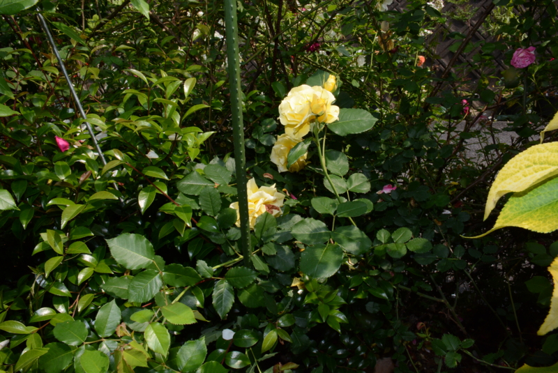 f:id:rotling:20140521144058j:image