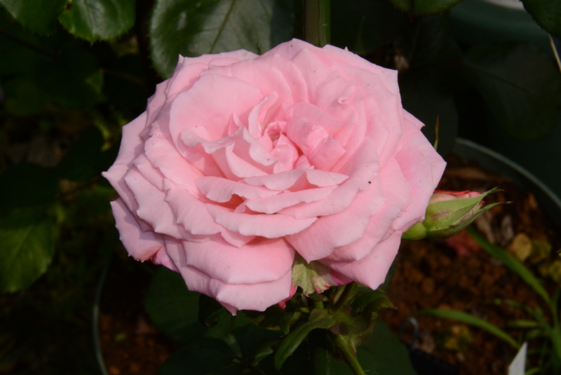 f:id:rotling:20140522091542j:image