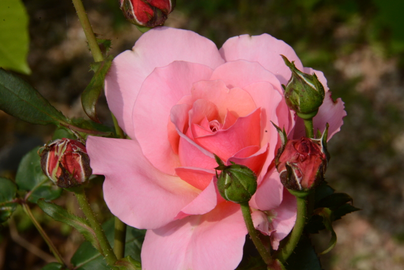 f:id:rotling:20140522091942j:image