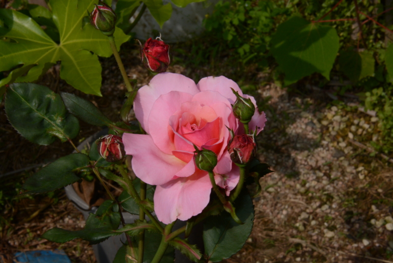 f:id:rotling:20140522091943j:image