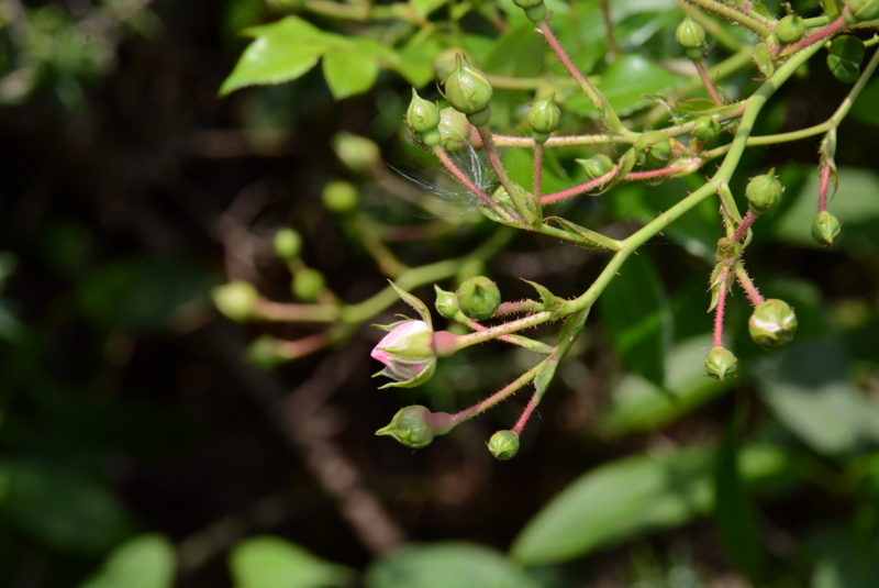 f:id:rotling:20140522102457j:image