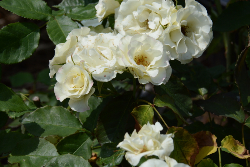 f:id:rotling:20140522135315j:image