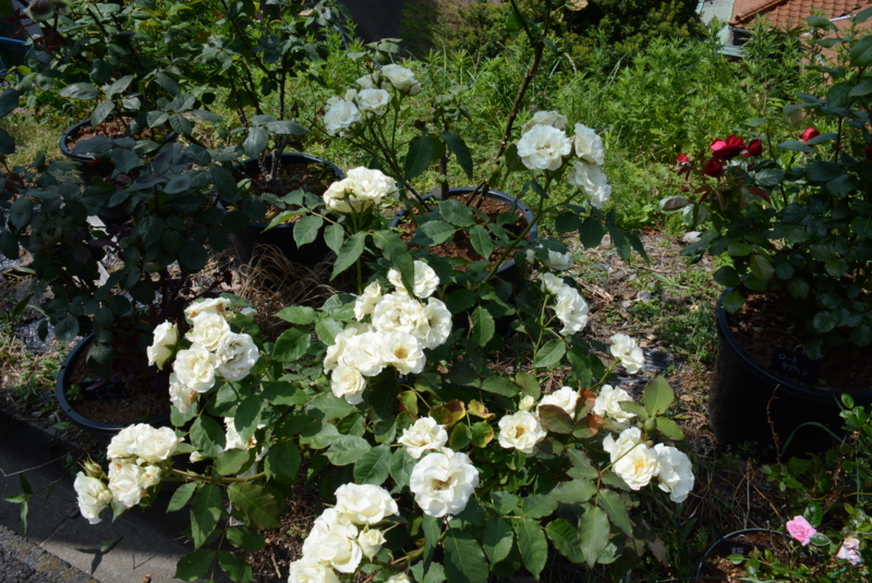 f:id:rotling:20140522135320j:image