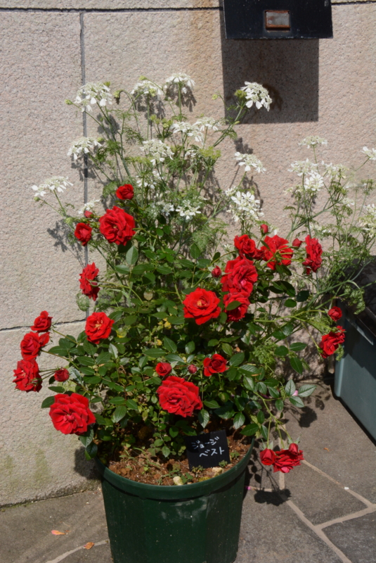 f:id:rotling:20140523091925j:image