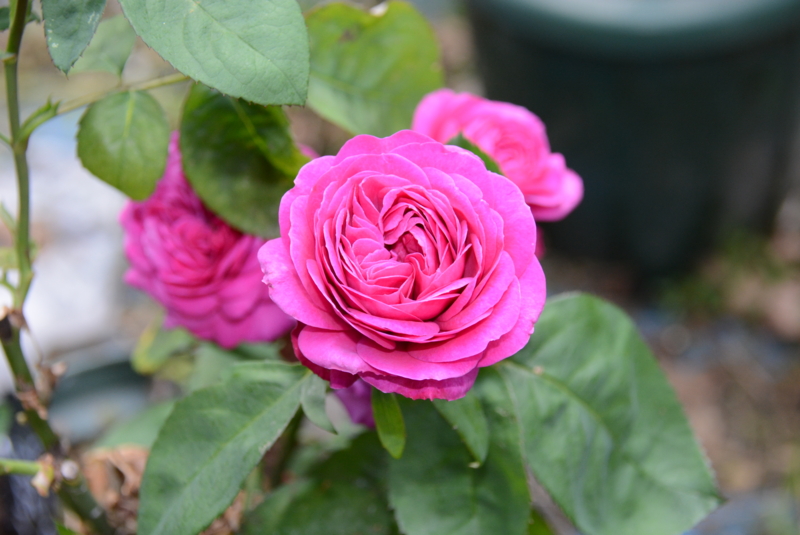 f:id:rotling:20140524072249j:image