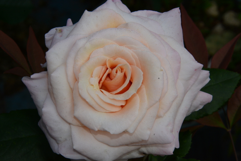 f:id:rotling:20140524072307j:image