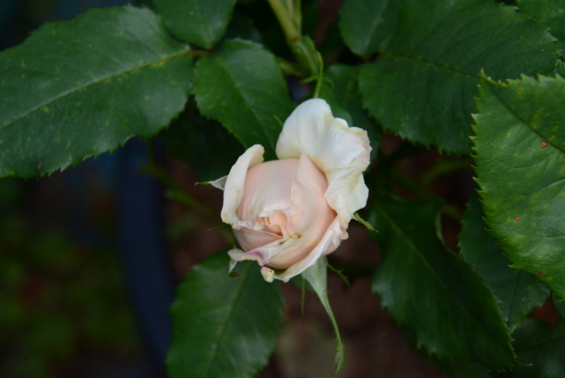 f:id:rotling:20140524072310j:image