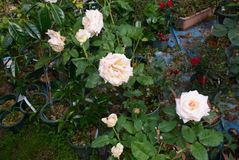 f:id:rotling:20140524072313j:image