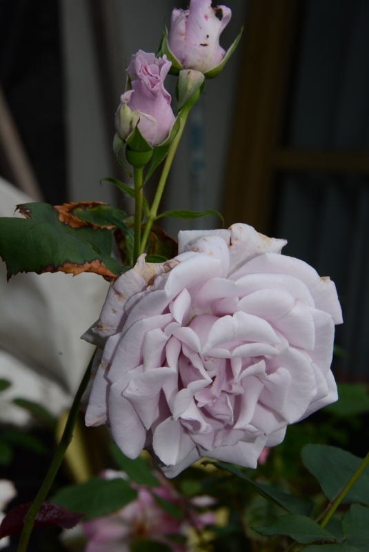 f:id:rotling:20140524072320j:image