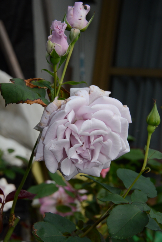 f:id:rotling:20140524072322j:image