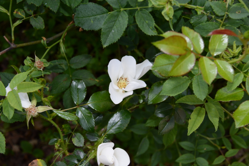 f:id:rotling:20140524072453j:image