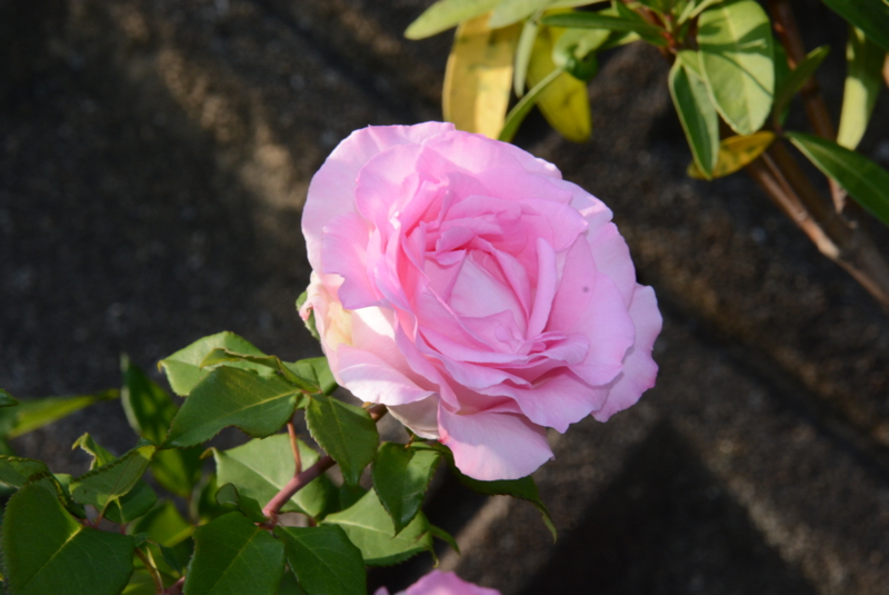 f:id:rotling:20140524072744j:image