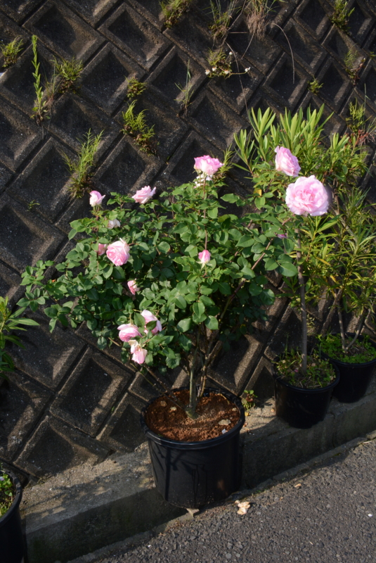 f:id:rotling:20140524072749j:image