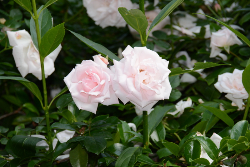 f:id:rotling:20140524072902j:image