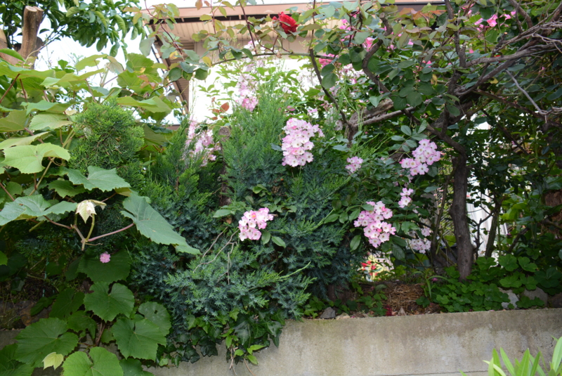 f:id:rotling:20140524072958j:image