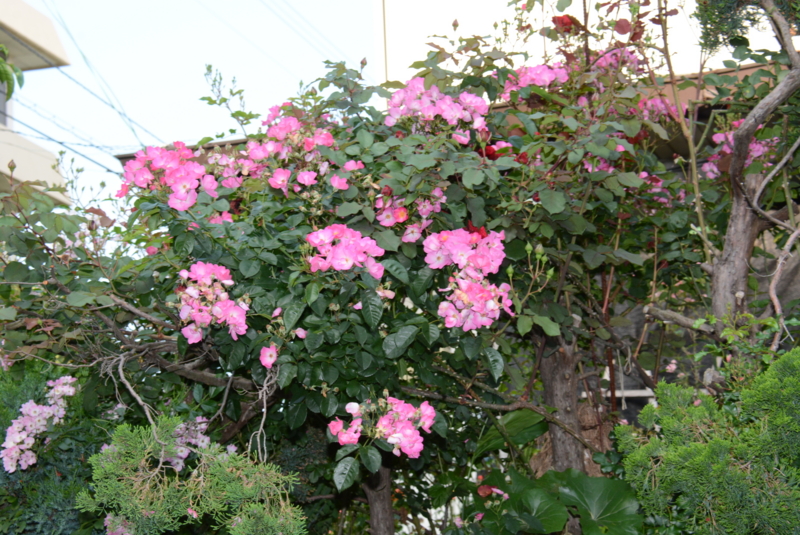 f:id:rotling:20140524073007j:image