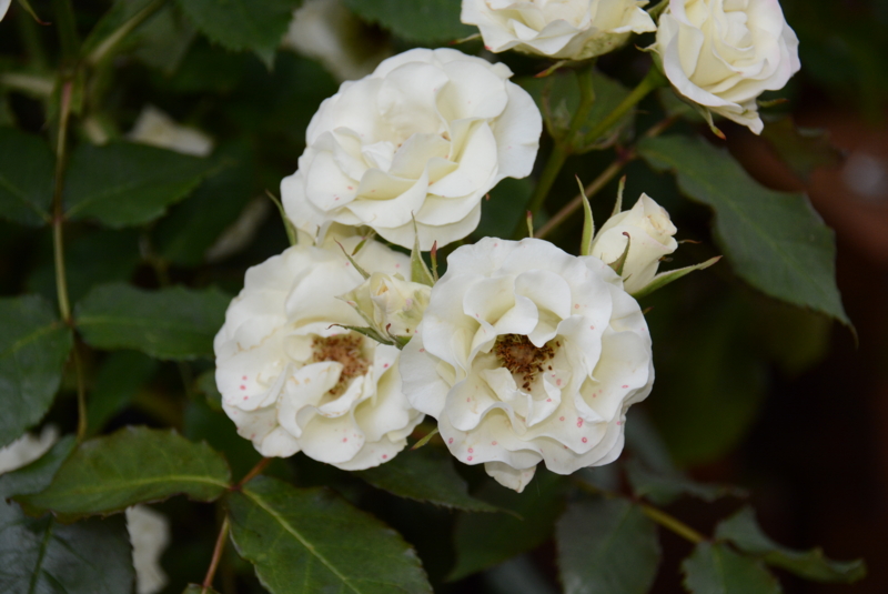 f:id:rotling:20140524073804j:image