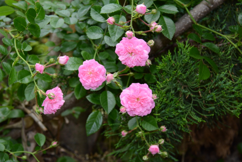 f:id:rotling:20140525123608j:image