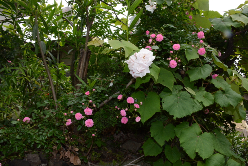 f:id:rotling:20140525123610j:image
