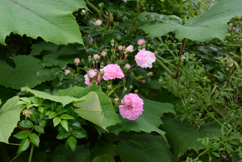 f:id:rotling:20140525123641j:image