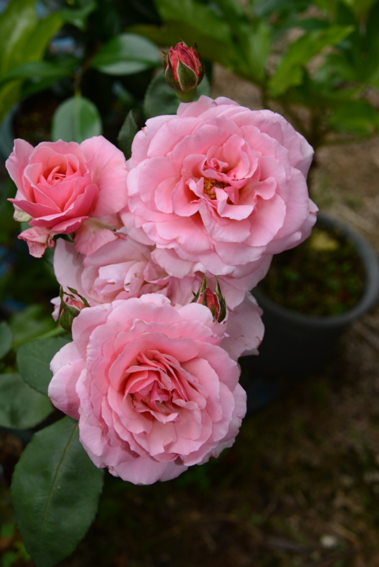 f:id:rotling:20140527062406j:image