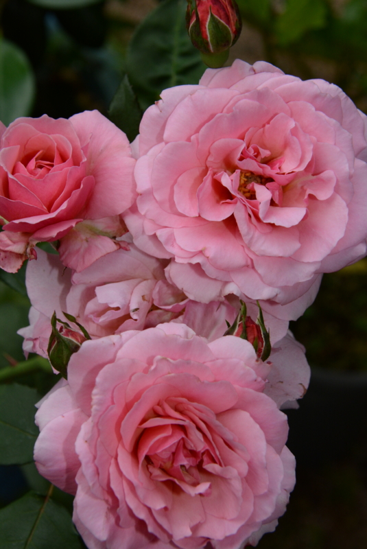 f:id:rotling:20140527062409j:image