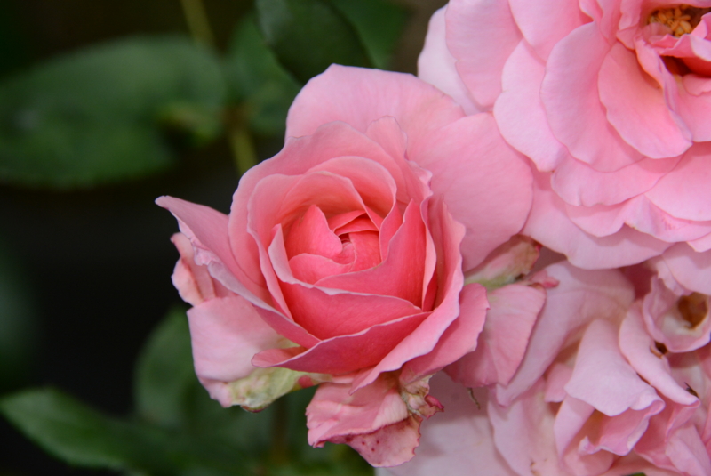 f:id:rotling:20140527062420j:image
